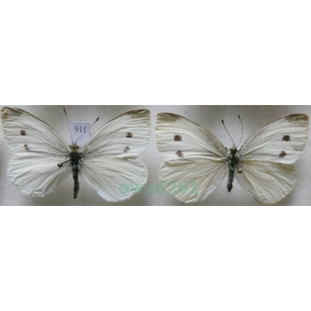 Pieris rapae (Linnaeus, 1758) 2xfemale Bielinek rzepnik Czech91f